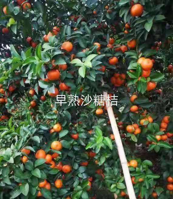 出售早熟沙糖桔