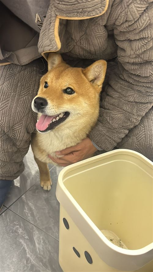 尋狗啟示 小狗回家