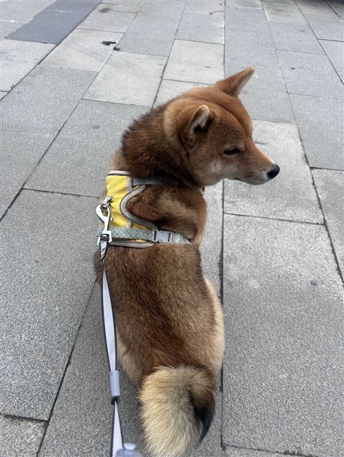 尋狗啟示 小狗回家