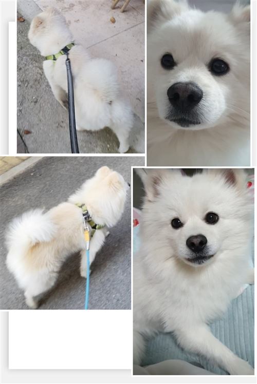 寶貝回家!尋寵!