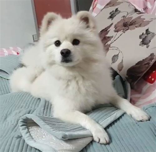 寶貝回家!尋寵!