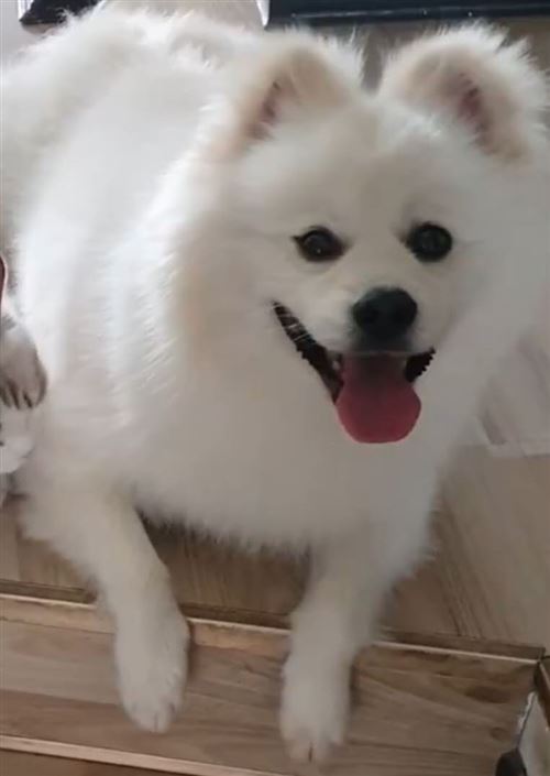 寶貝回家!尋寵!