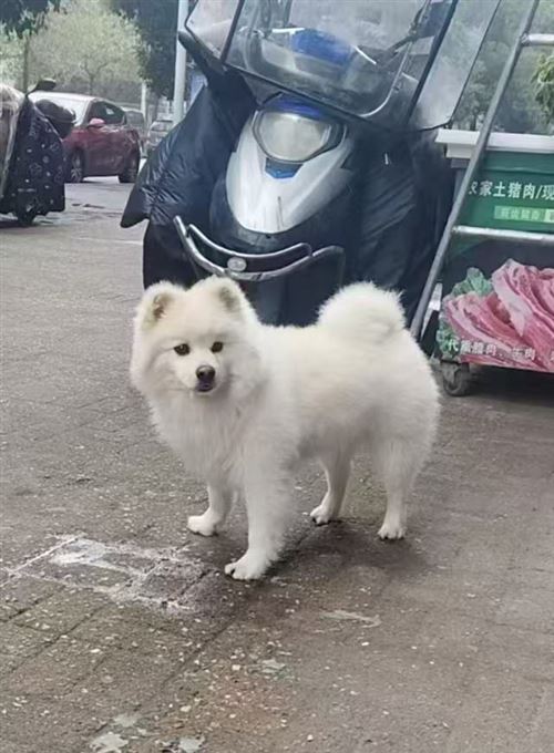 寶貝回家!尋寵!