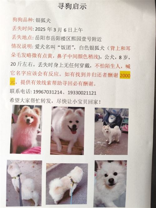 千元尋寵,我寶貝平安回家