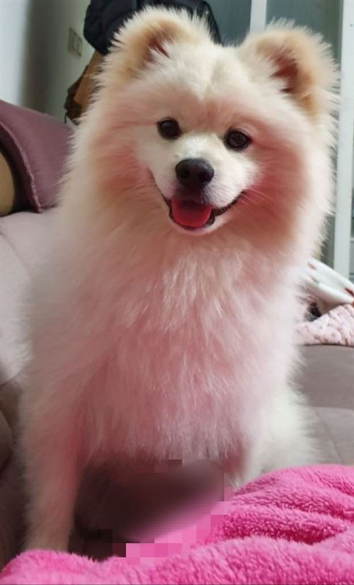 千元尋寵,我寶貝平安回家