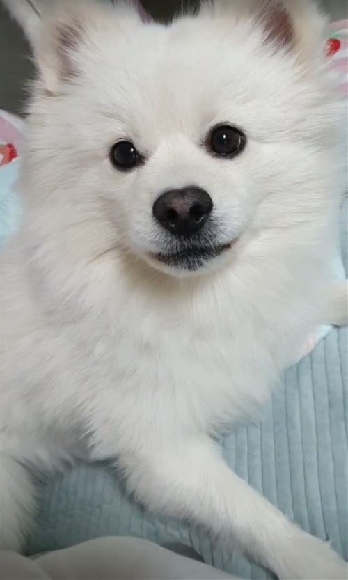 千元尋寵,我寶貝平安回家