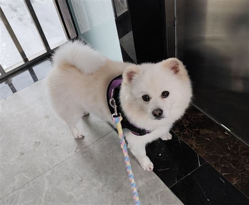 急尋愛寵,請大家?guī)蛶兔? border=