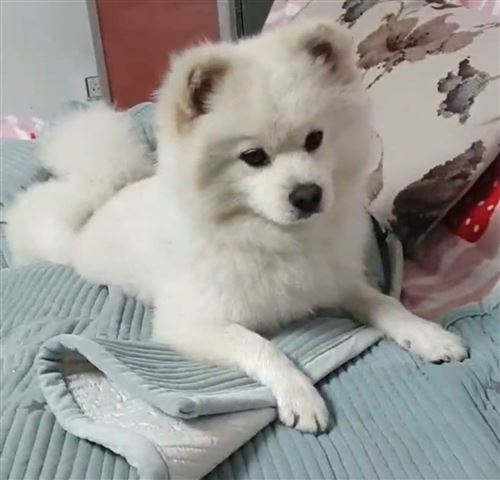 急尋愛寵,請大家?guī)蛶兔? border=