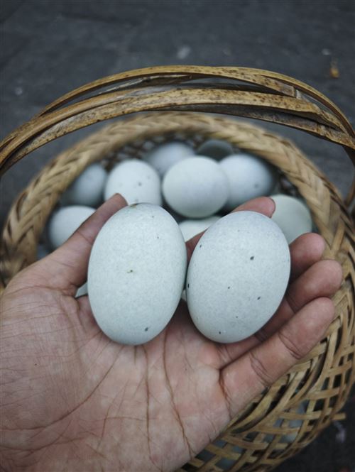岳陽散養(yǎng)土雞蛋,皮蛋咸鴨蛋