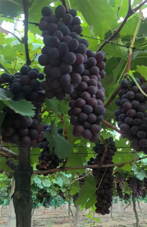 ??岳陽新墻夏黑葡萄福利來襲!新老朋友看過來~