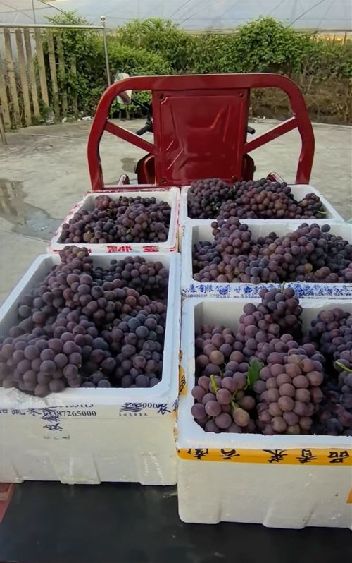 ??岳陽新墻夏黑葡萄福利來襲!新老朋友看過來~