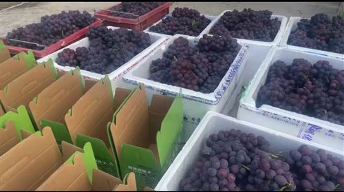 ??岳陽新墻夏黑葡萄福利來襲!新老朋友看過來~