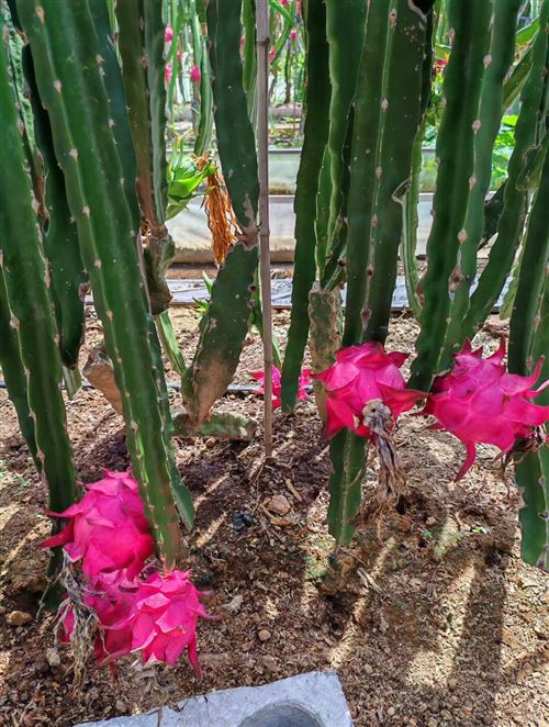 藍莓，火龍果開放采摘