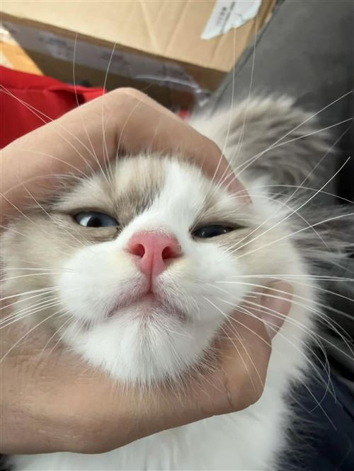 小償布偶 他說超想和你一起回家