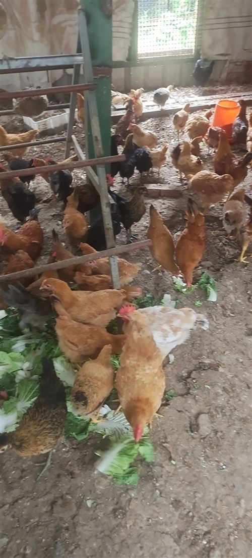 岳陽獅頭鵝，朗德鵝，貴妃雞苗